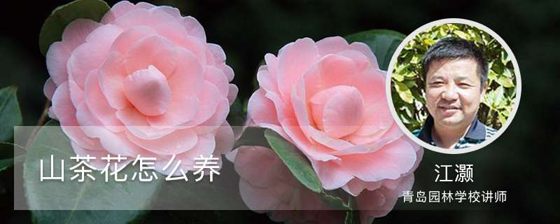 山茶花怎么养 山茶花怎么养