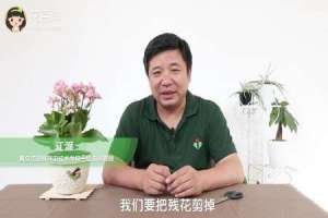 长寿花开完花后怎么办