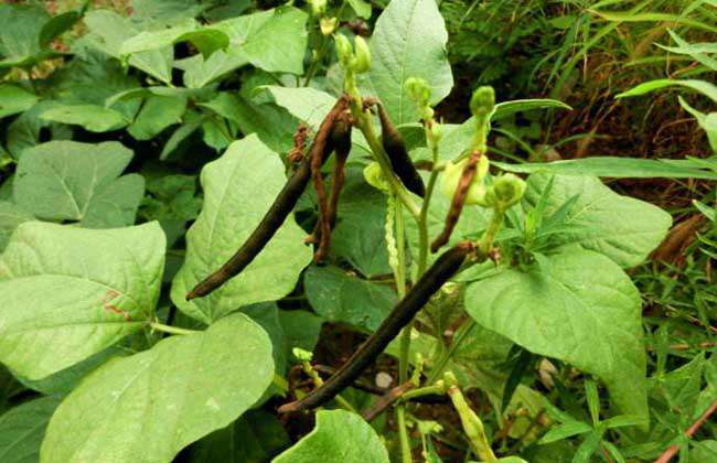 绿豆种子价格及种植方法