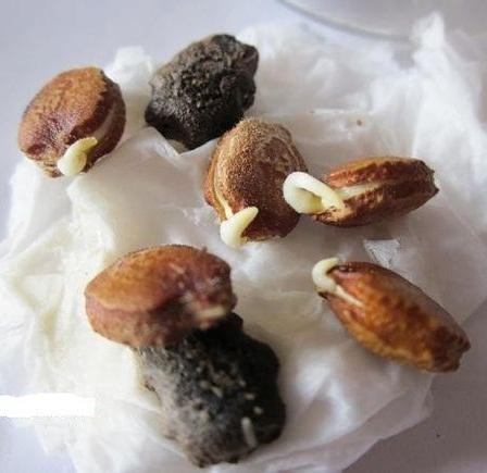 苦瓜种子如何催芽?