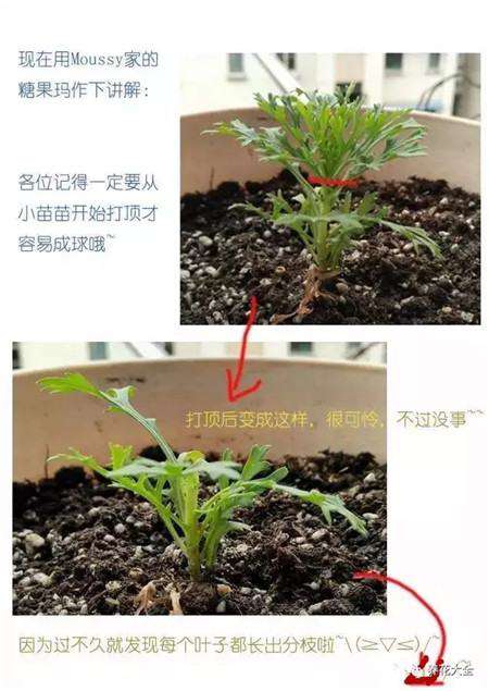 摘心 摘心