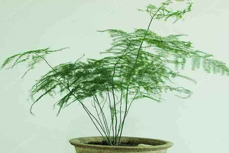 文竹 文竹