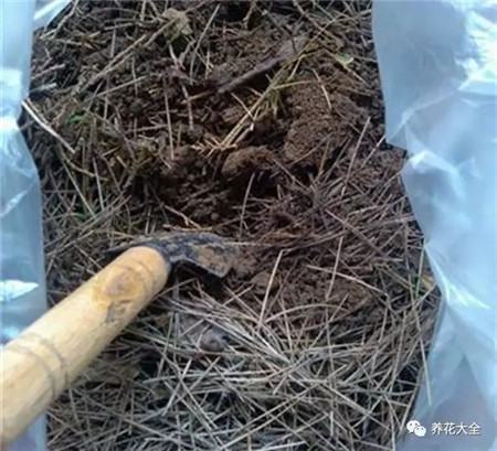 用松针沤肥 用松针沤肥