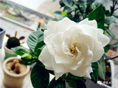 木本植物 木本植物