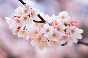 樱花整形与修剪