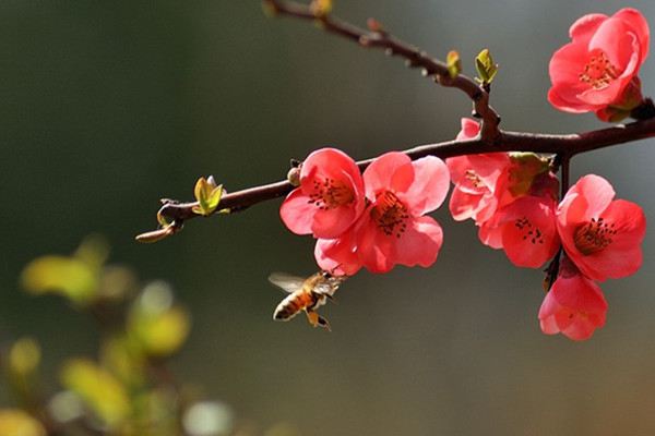 怎样让梅花春节开花 怎样让梅花春节开花