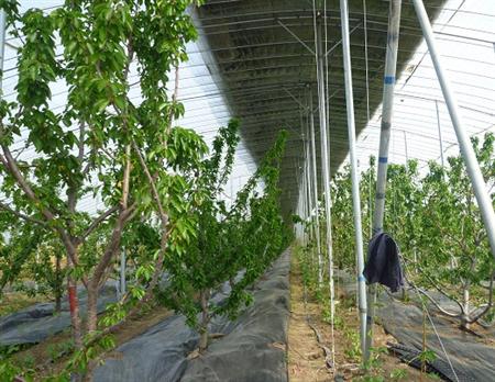 大棚种植樱桃夏季要注意哪些?