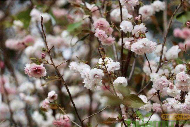 樱花怎么育苗? 樱花怎么育苗?