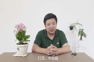 长寿花长高了怎么办