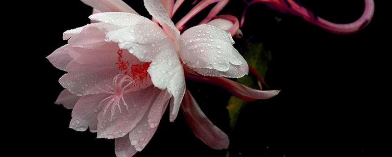 昙花摘下来如何保存? 昙花摘下来如何保存?