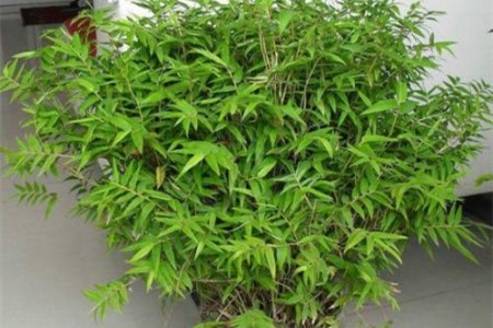 凤尾竹 凤尾竹