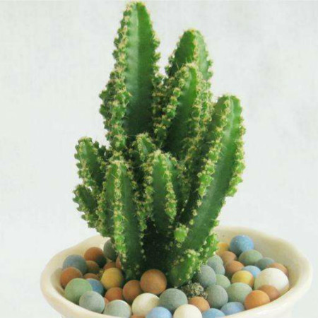 万重山植株 万重山植株