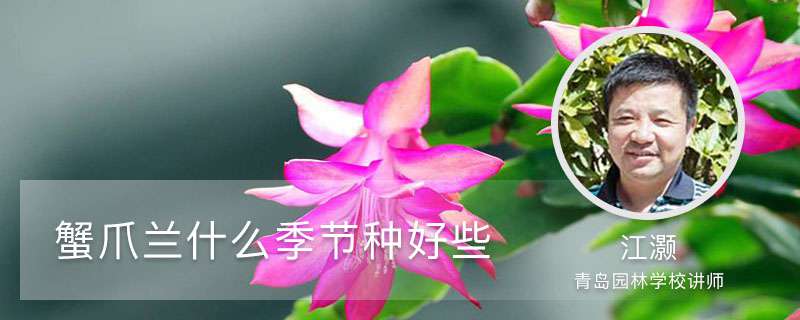 蟹爪兰什么季节种好些 蟹爪兰什么季节种好些