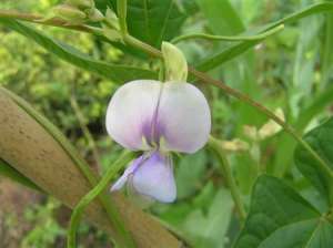 芸豆落花落荚怎么办？