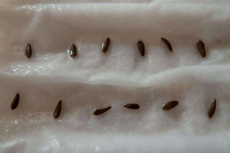 油麦菜 油麦菜