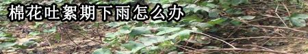 棉花有哪些常见病害?