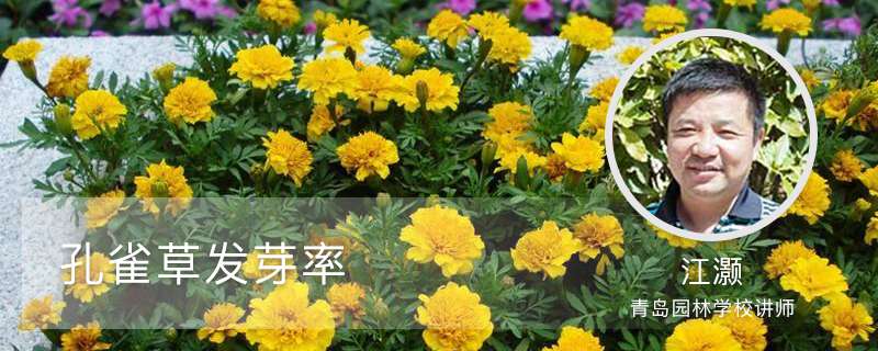 孔雀草发芽率,种子的生长过程 孔雀草发芽率,种子的生长过程