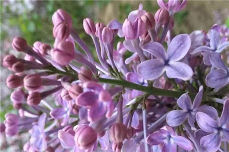 丁香花 丁香花