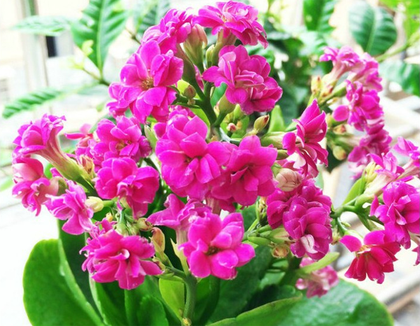 长寿花 长寿花