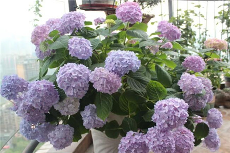 绣球花 绣球花