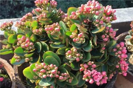 长寿花 长寿花
