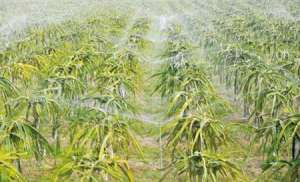 种植火龙果如何浇水好？