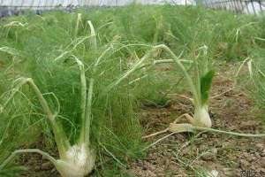 球茎茴香菌核病的发生症状
