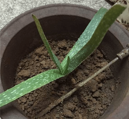 芦荟上盆 芦荟上盆