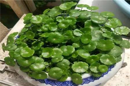 铜钱草 铜钱草
