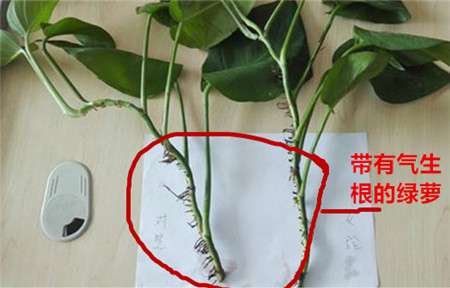 绿萝气生根 绿萝气生根