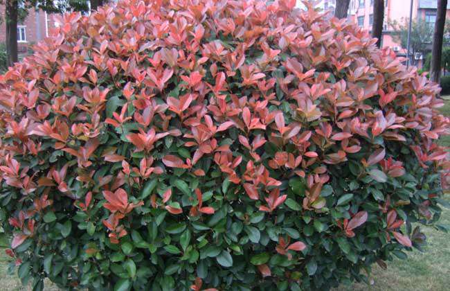 红叶石楠价格及种植方法
