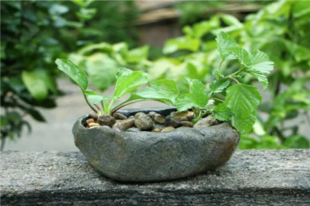 石头花盆 石头花盆
