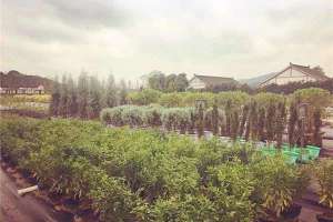 花木电商带动沭阳县创业致富路