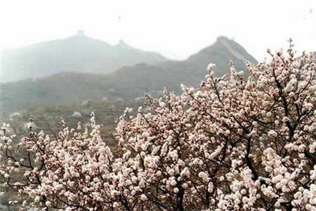 山桃花 山桃花