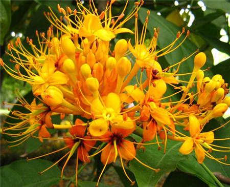 无忧花的繁殖方法 无忧花的繁殖方法