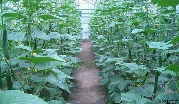 大棚黄瓜种植管理方法