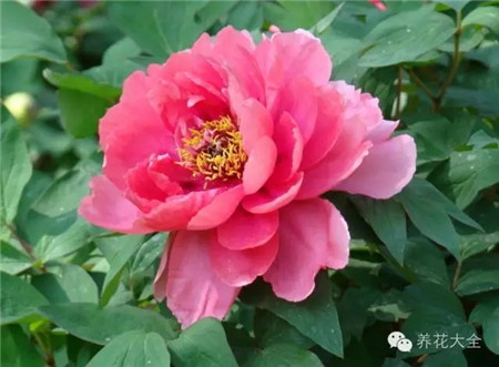 芍药 芍药