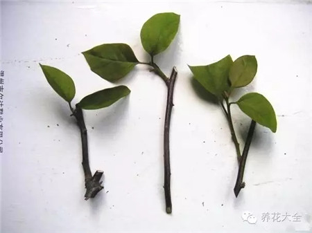 处理插蕙 处理插蕙