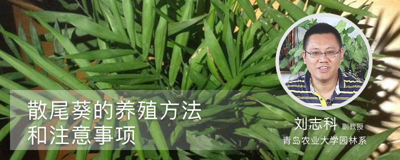 散尾葵的养殖方法和注意事项 散尾葵的养殖方法和注意事项