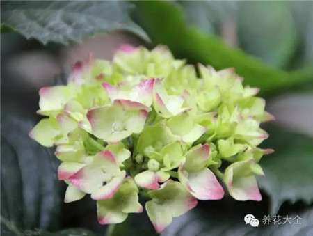 绣球花 绣球花