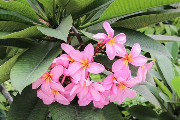 花灌木害虫防治3.jpg