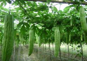 苦瓜怎样反季节种植，苦瓜反季节种植技术
