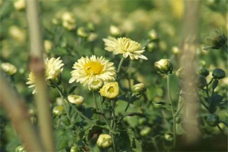 胎菊 胎菊