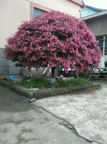 红花继木的造景方法 红花继木的造景方法