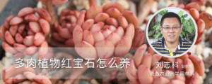 多肉植物红宝石怎么养