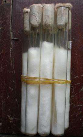金针菇菌种怎么培育?