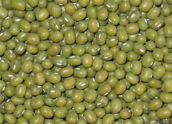 绿豆细菌性痰病防治方法