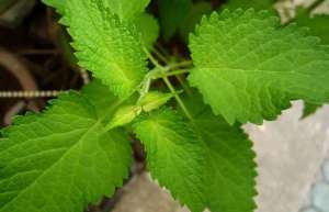 藿香种子价格及种植方法