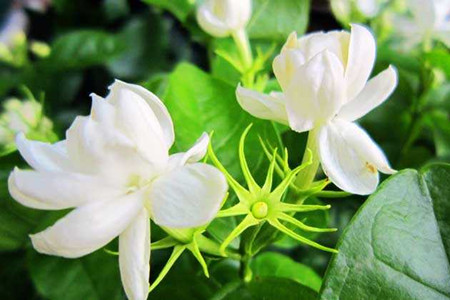 茉莉 茉莉