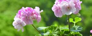 天竺葵适合屋顶花园养么，适合放室内吗-